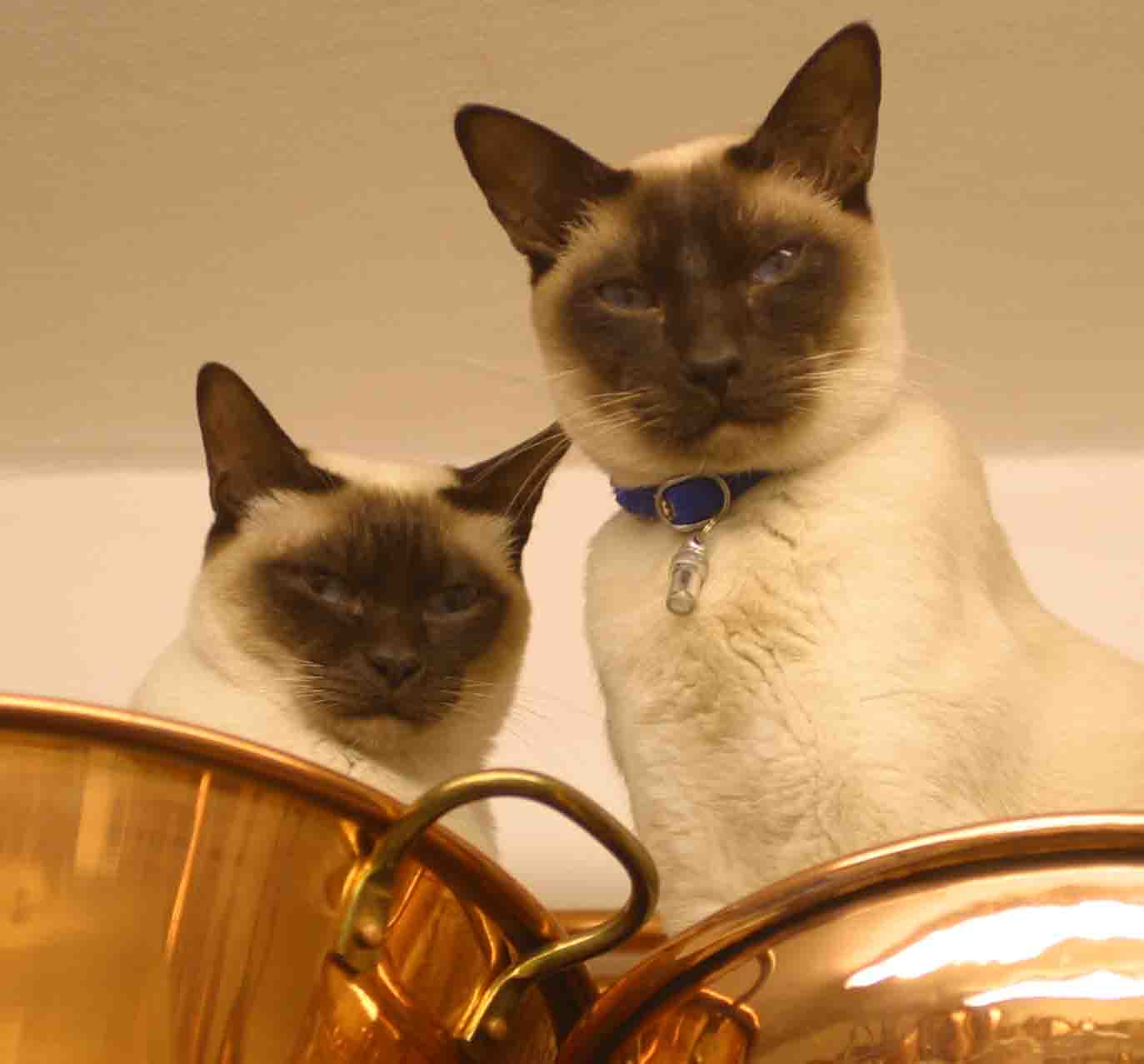 cats copper